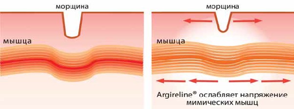 Argireline мягко расслабляет мимические мышцы, сохраняя их подвижность