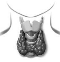 Щитовидная железа — дирижёр организма