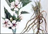 Алтей (Althaea officinalis)
