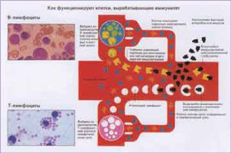 Как функционируют клетки, вырабатывающие иммунитет (увеличить схему)
