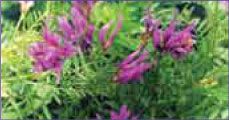 Астрагал (Astragalus membranaceus)