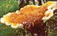 Грибы Рейши (Ganoderma lusidum)